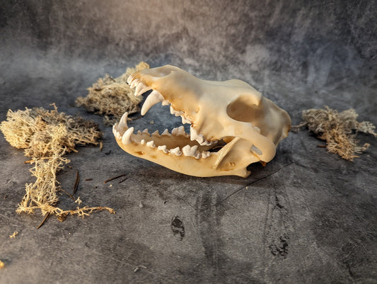 Wolf skull replica natural color