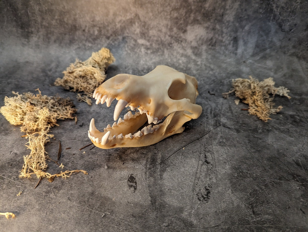 Wolf skull replica natural color