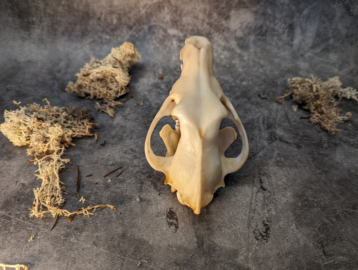 Wolf skull replica natural color