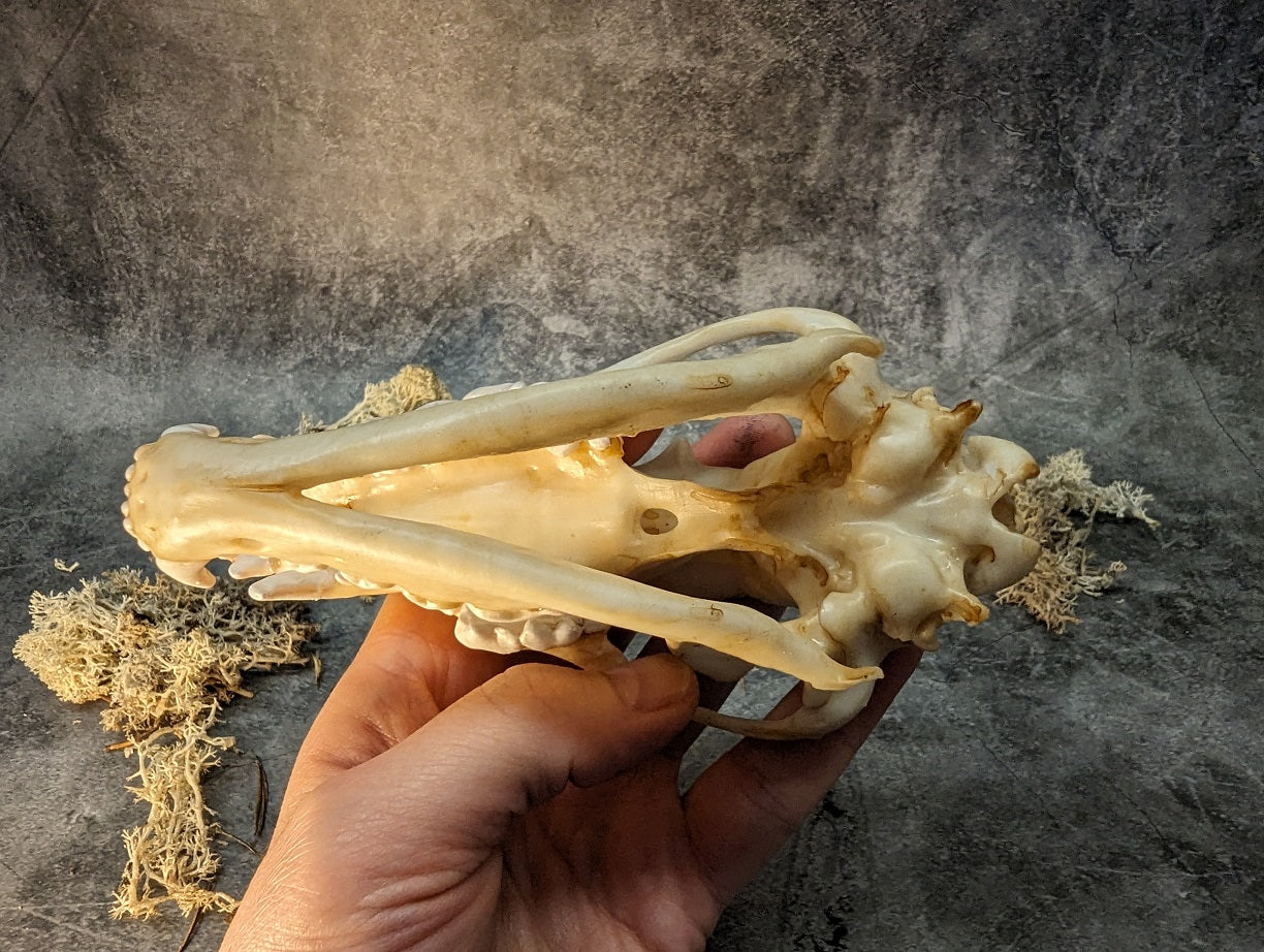 Wolf skull replica natural color