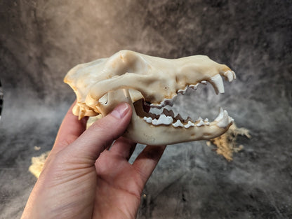 Wolf skull replica natural color