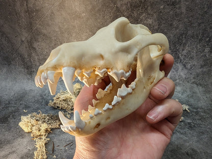 Wolf skull replica natural color