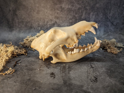 Wolf skull replica natural color