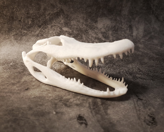 Alligator replica unpainted