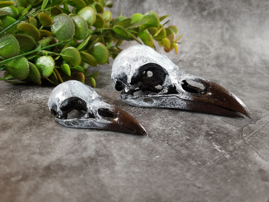 Raven skull replica natural paint
