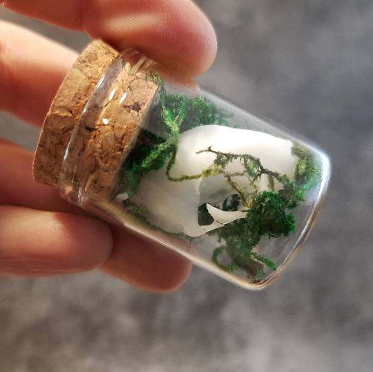 Mini cat skull in glass with moss