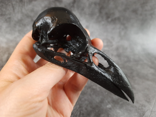 Raven skull replica black