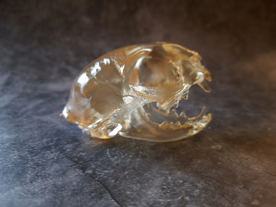 Cat skull replica transparent