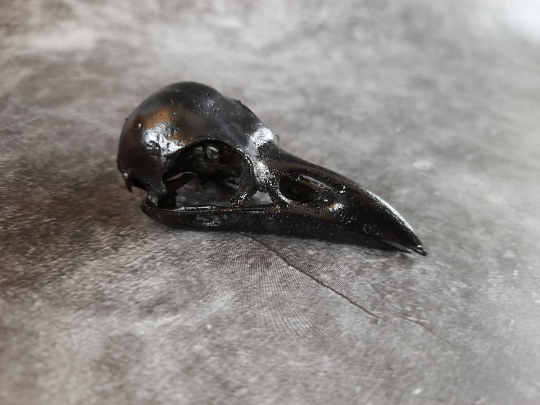 Raven skull replica black