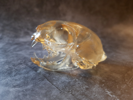 Cat skull replica transparent