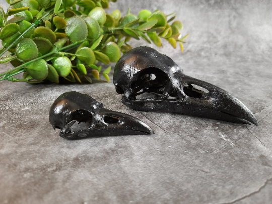 Raven skull replica black