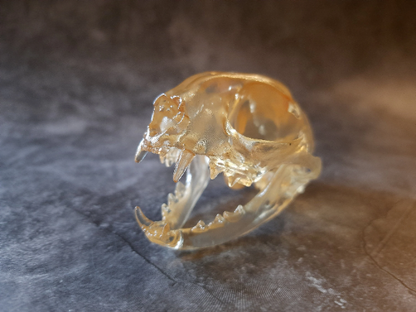 Cat skull replica transparent