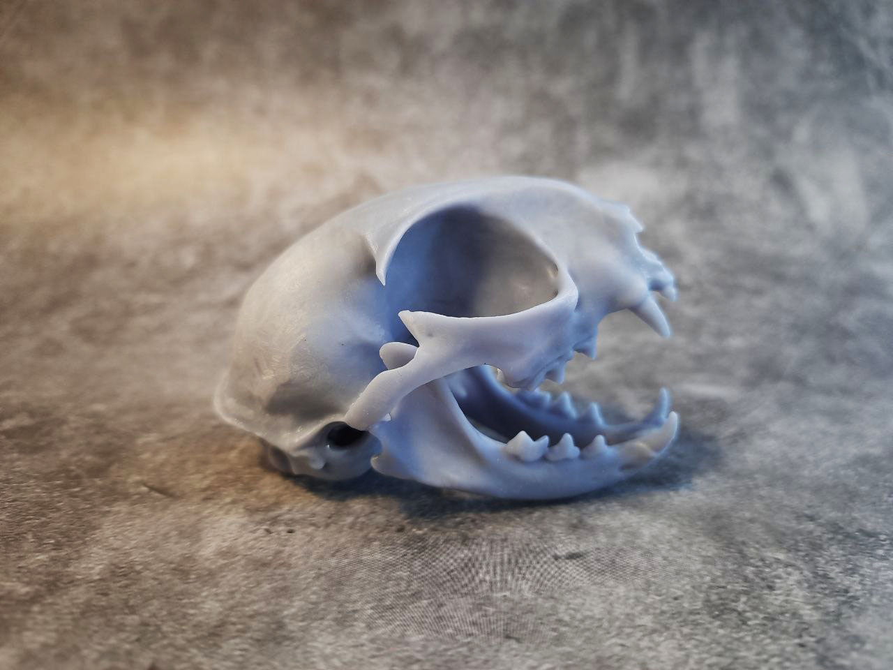 Cat Skull Replica Unpainted