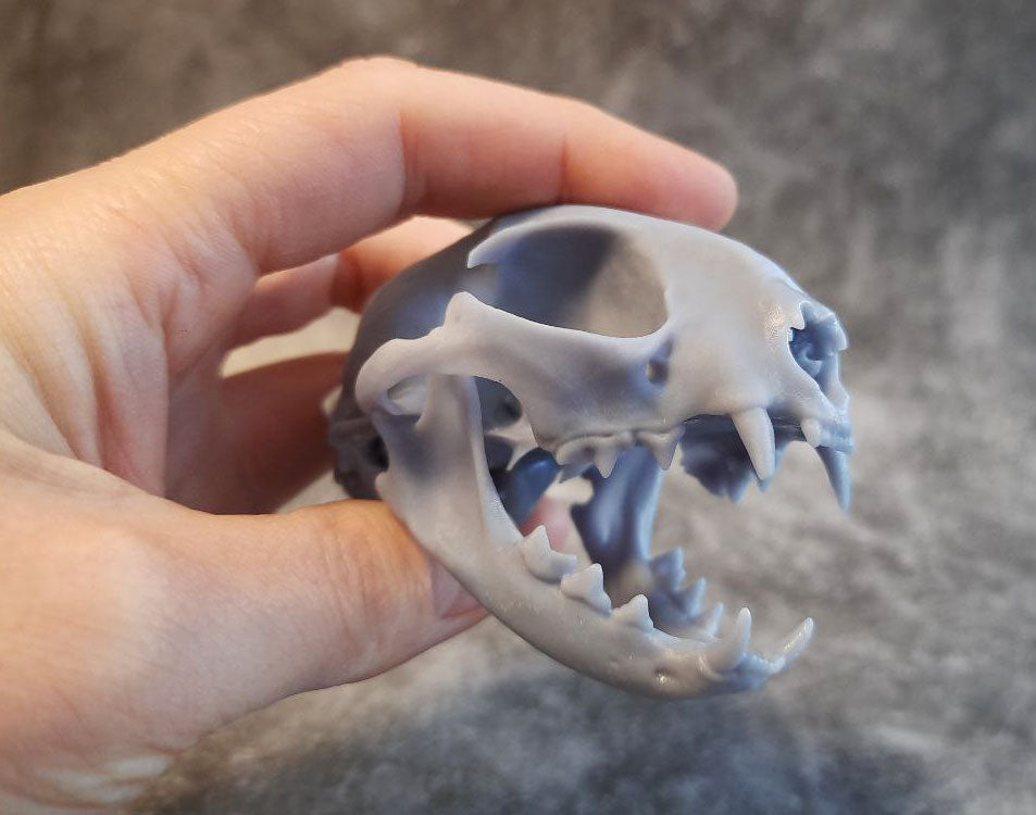 Cat Skull Replica Unpainted