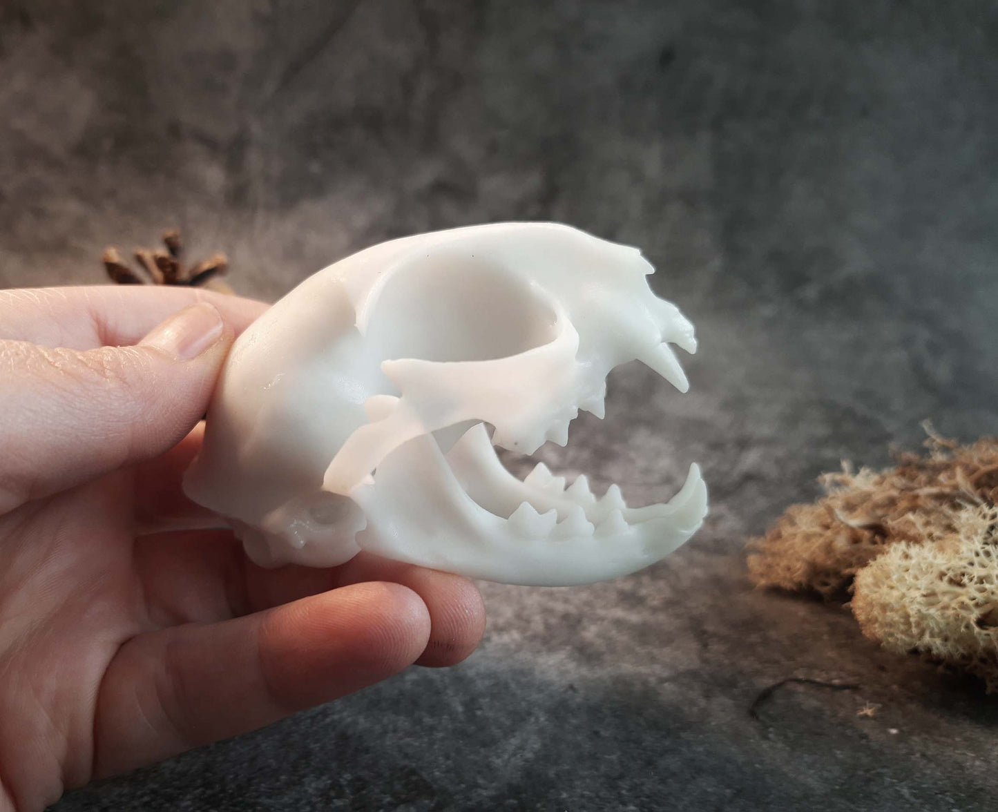 Cat skull replica white
