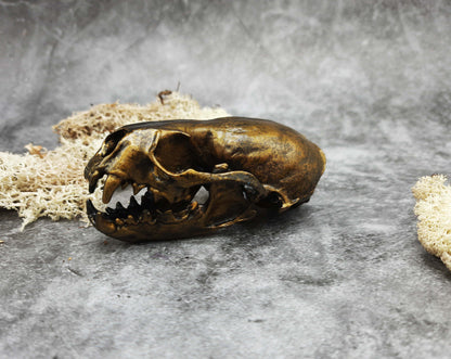 Otter skull replica gold bronze color