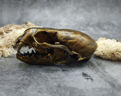 Otter skull replica gold bronze color