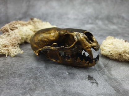 Otter skull replica gold bronze color