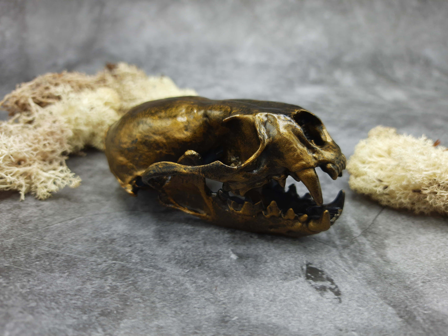 Otter skull replica