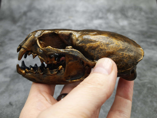 Otter skull replica gold bronze color