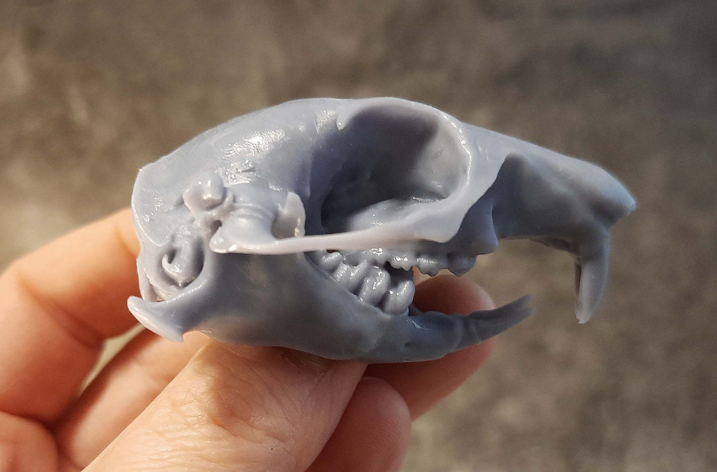 Prairie Dog Skull Replica Unpainted