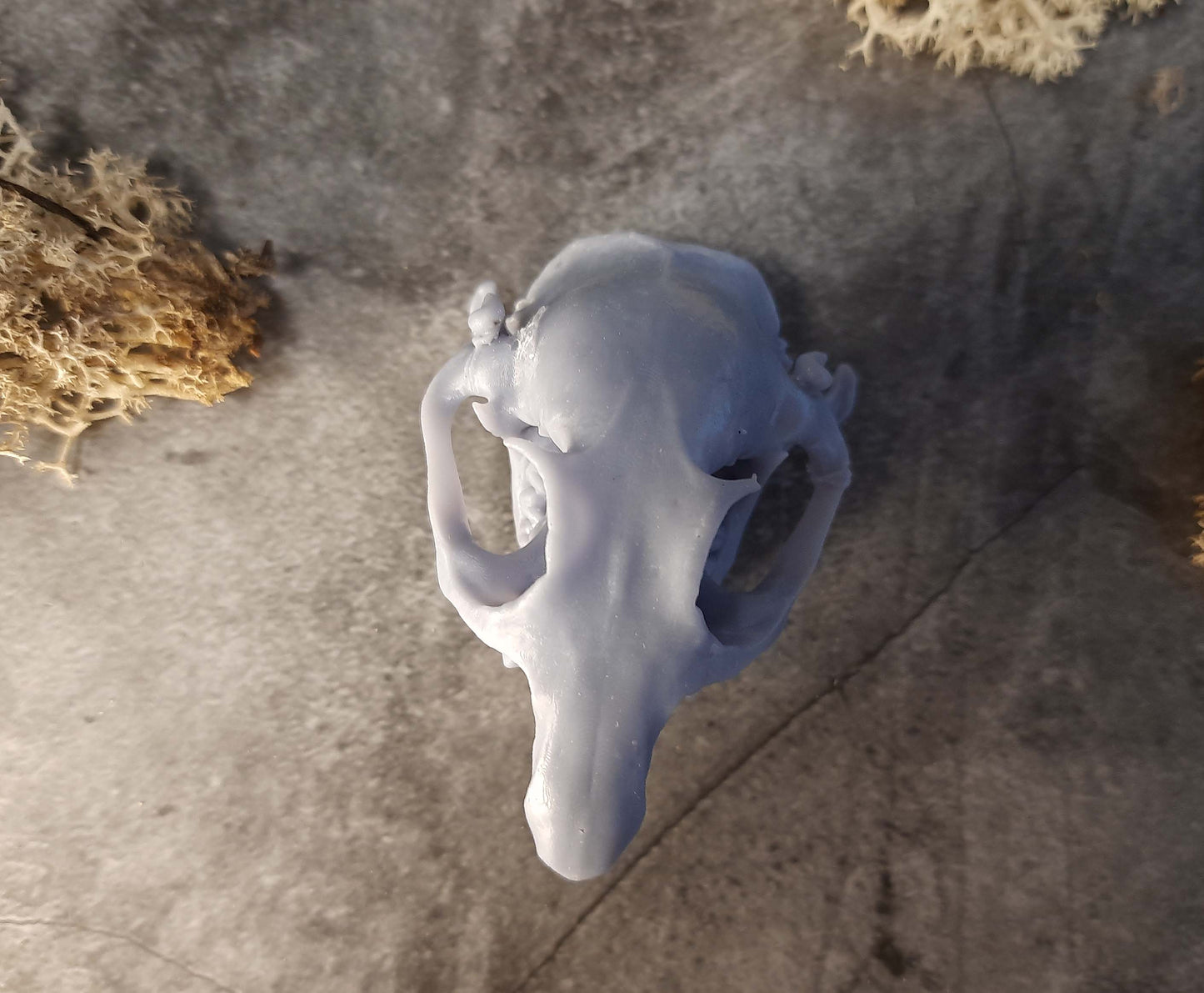 Prairie Dog Skull Replica Unpainted