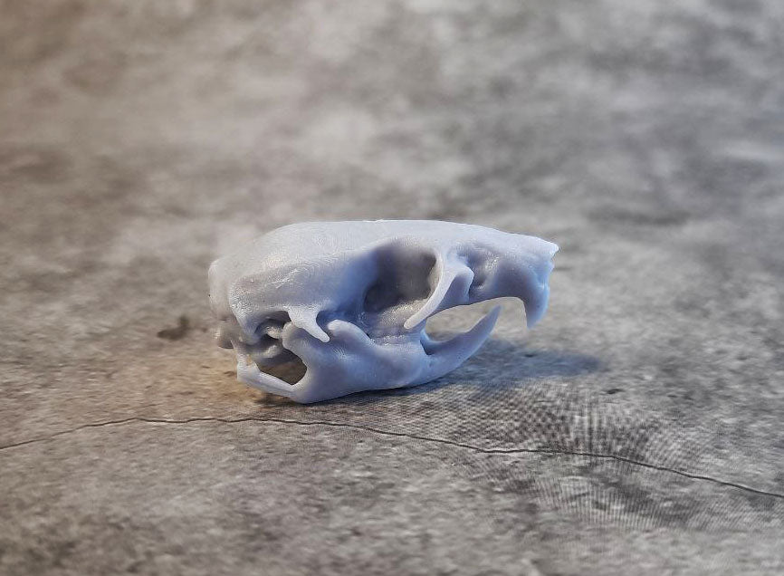 Rat skull replica unpainted