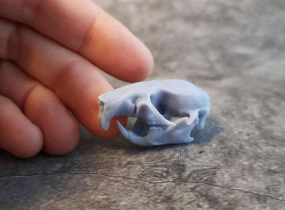 Rat skull replica unpainted