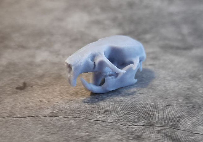 Rat skull replica unpainted