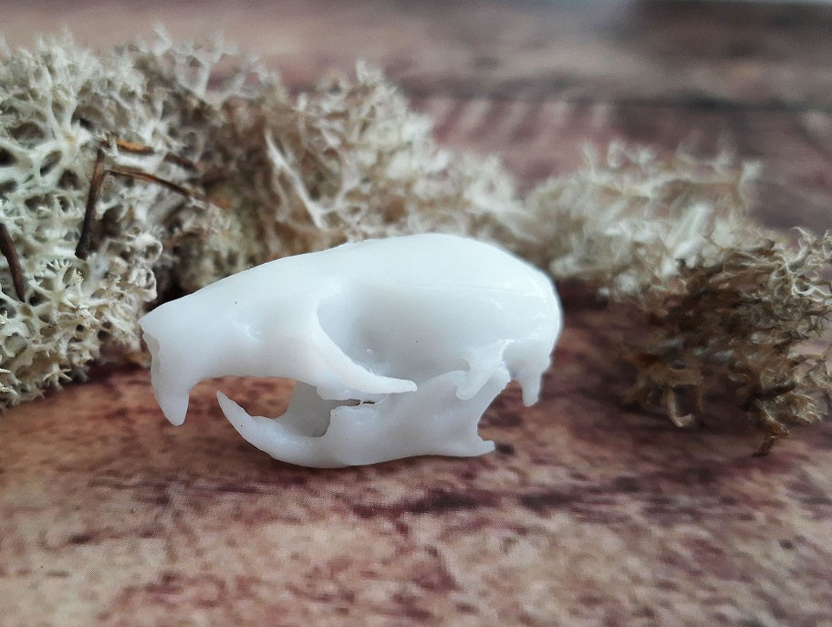 Rat skull replica white