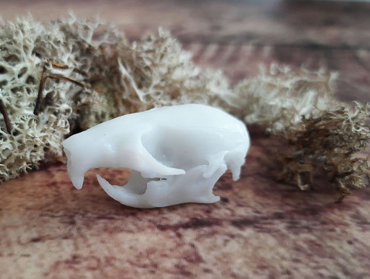 Rat skull replica white