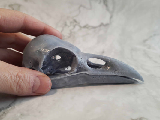 Raven skull replica unpainted