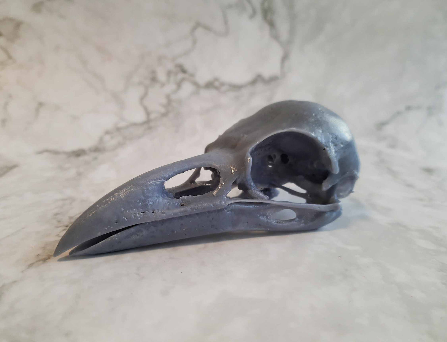 Raven skull replica unpainted