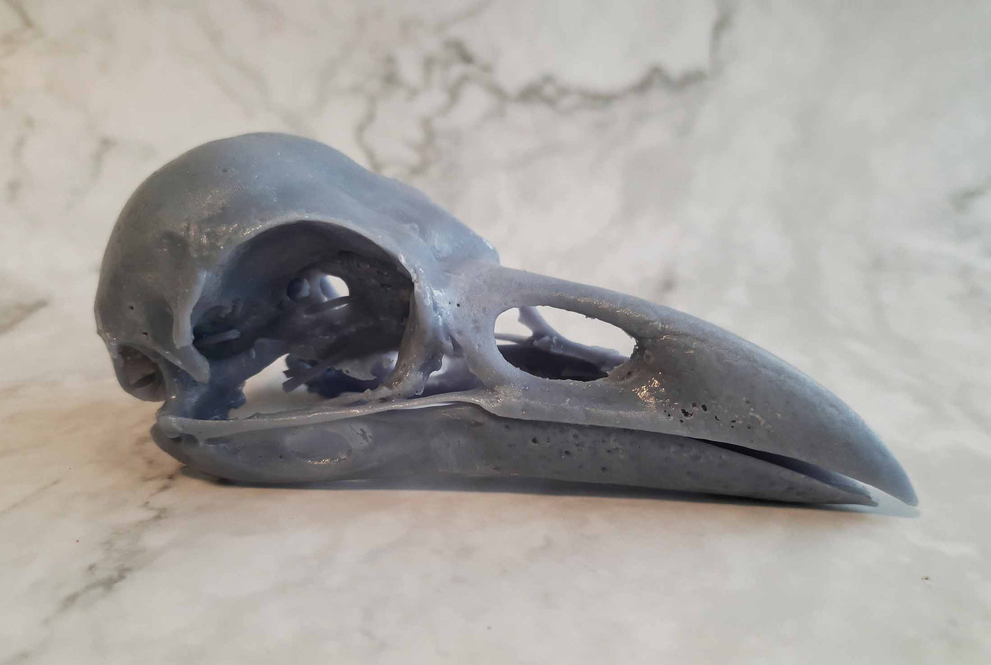 Raven skull replica unpainted