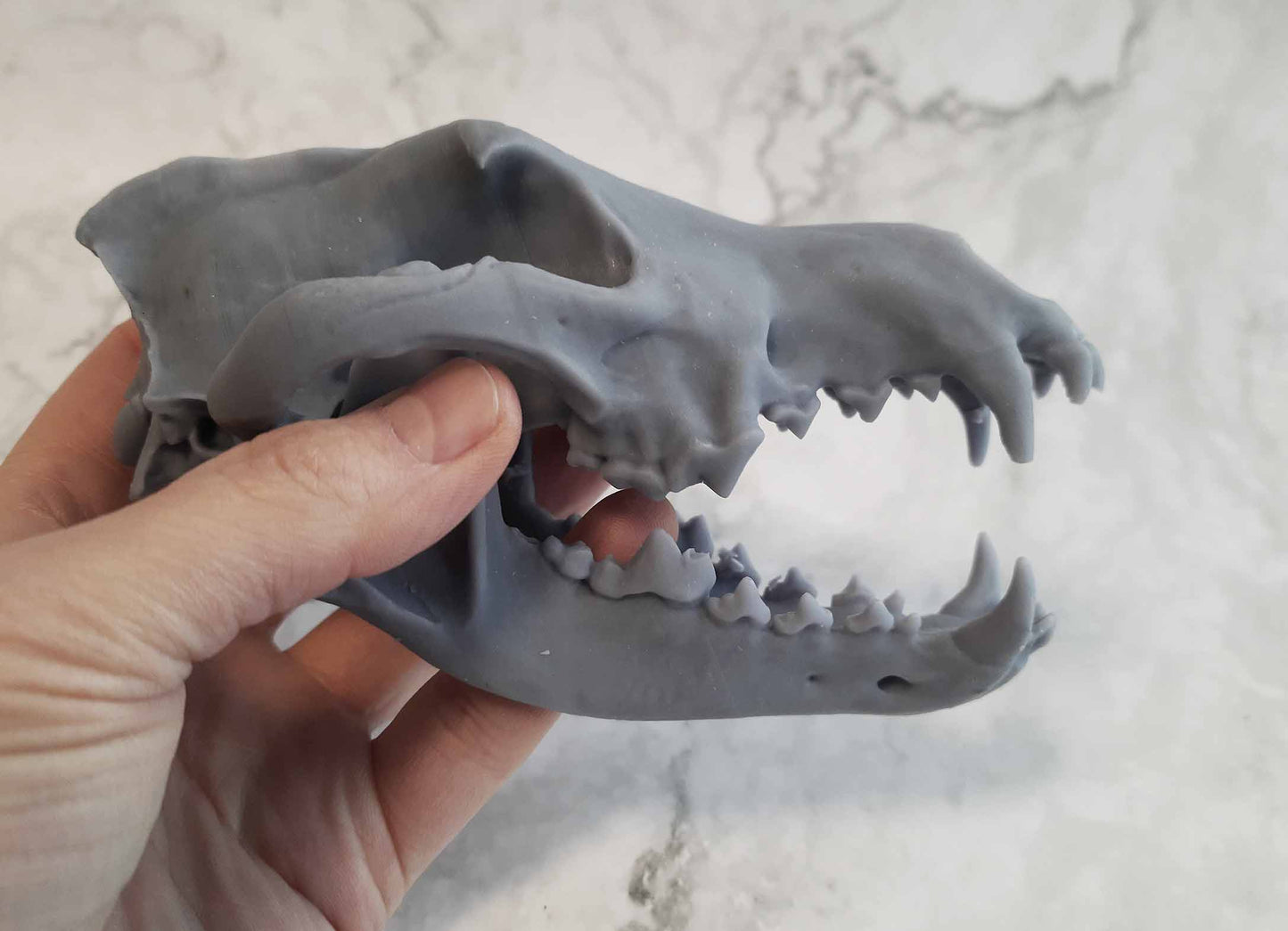 Wolf skull replica unpainted