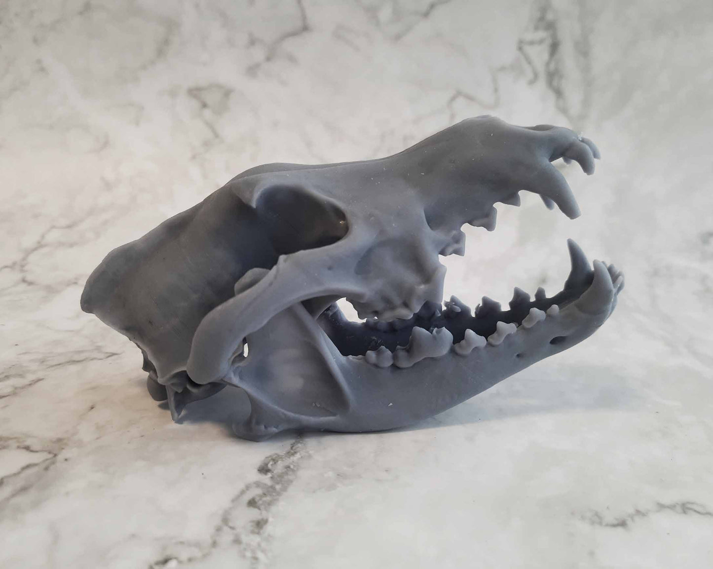 Wolf skull replica unpainted