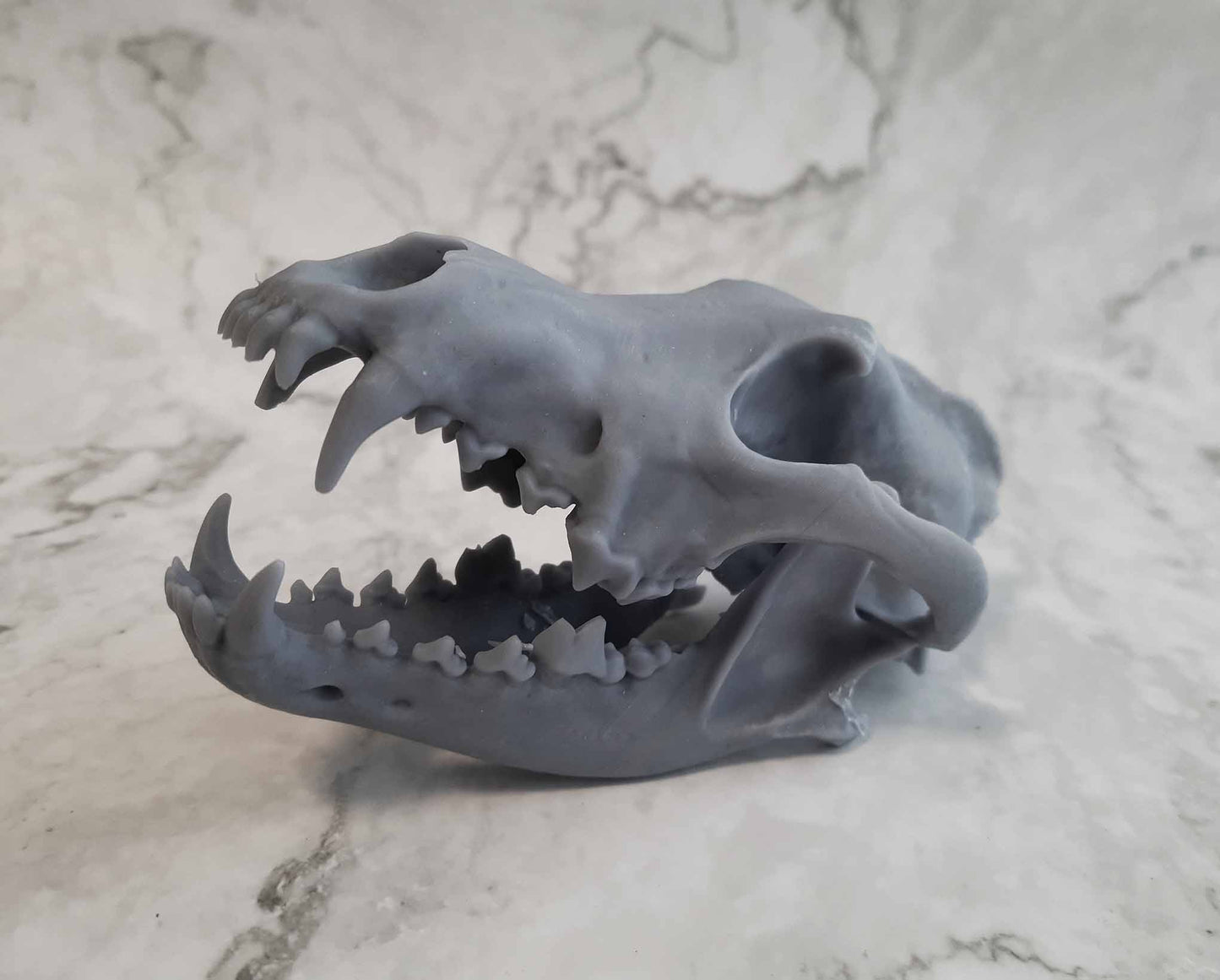 Wolf skull replica unpainted