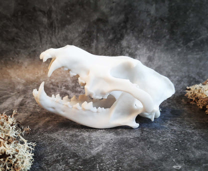 Wolf skull replica unpainted