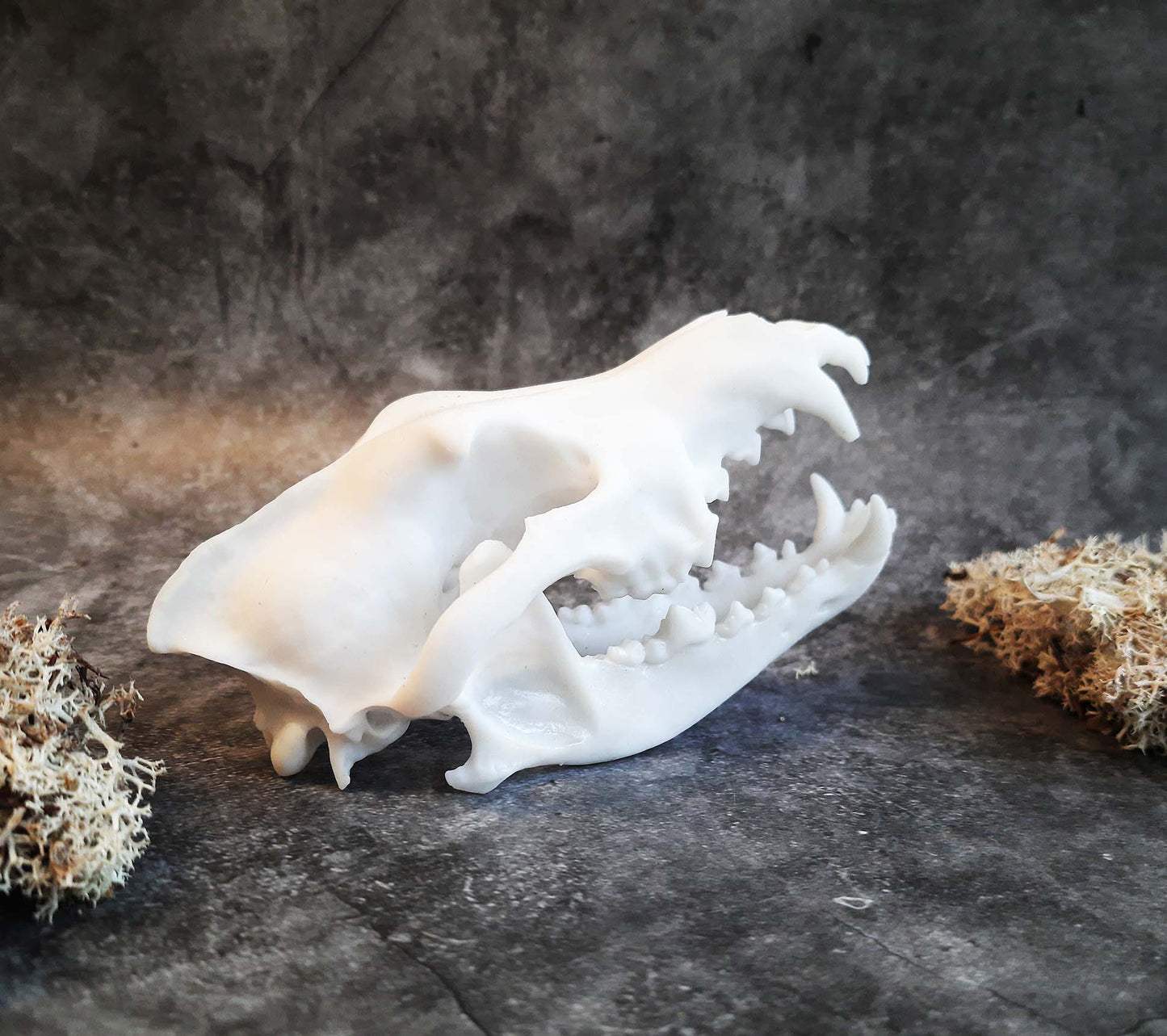 Wolf skull replica unpainted