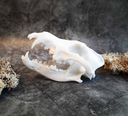 Wolf skull replica unpainted