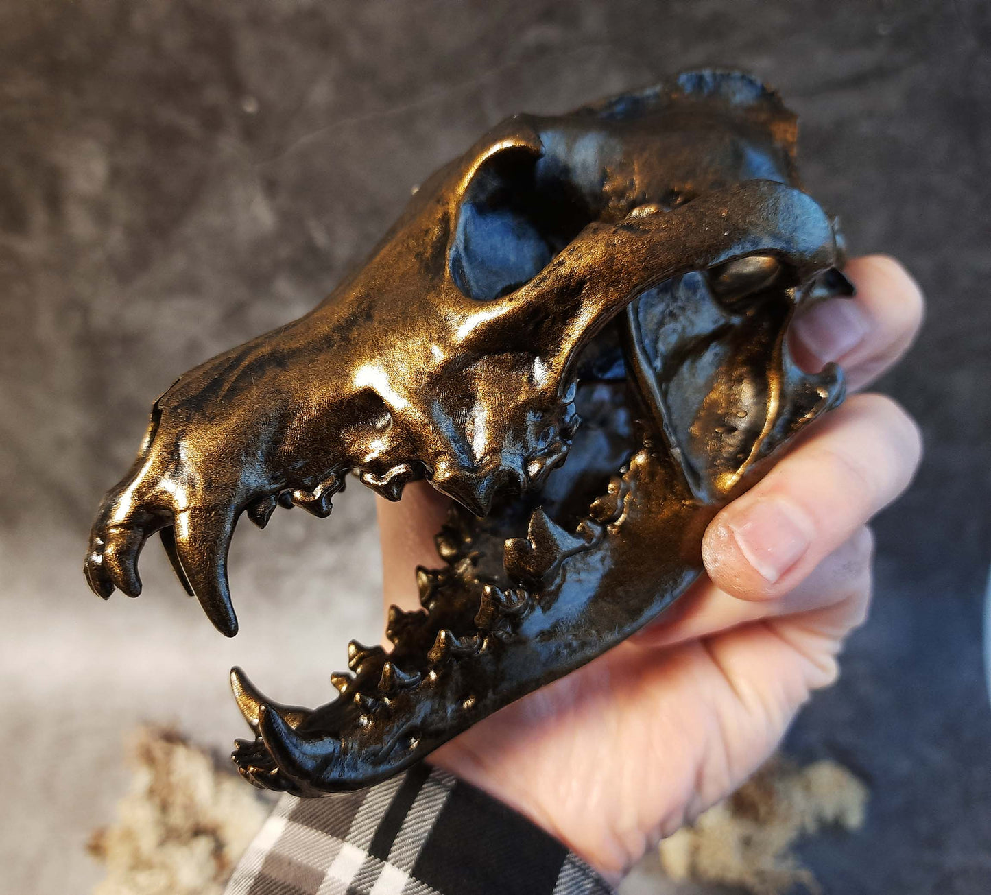 Wolf skull replica gold bronze color