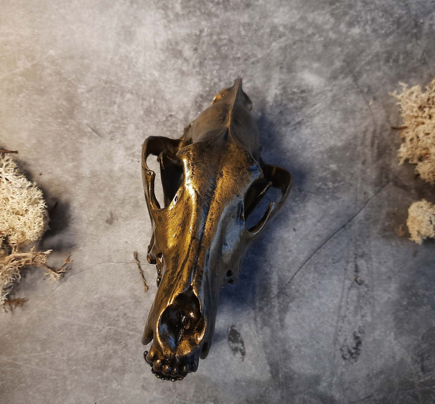 Wolf skull replica gold bronze color